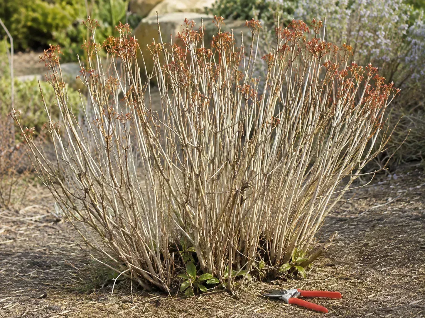 Dormant flame acanthus shrub with exfoliating stems, fresh basal shoots, and pruning shears in a dry spring garden