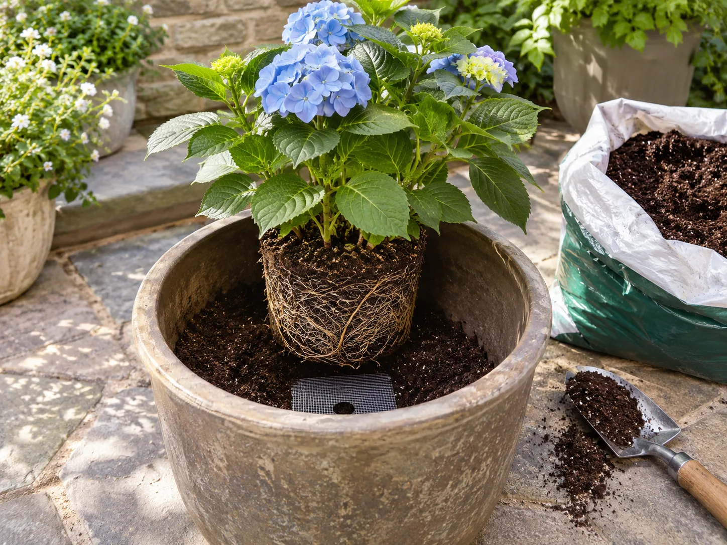 A hydrangea root ball positioned in a larger outdoor container with fresh potting mix and open drainage