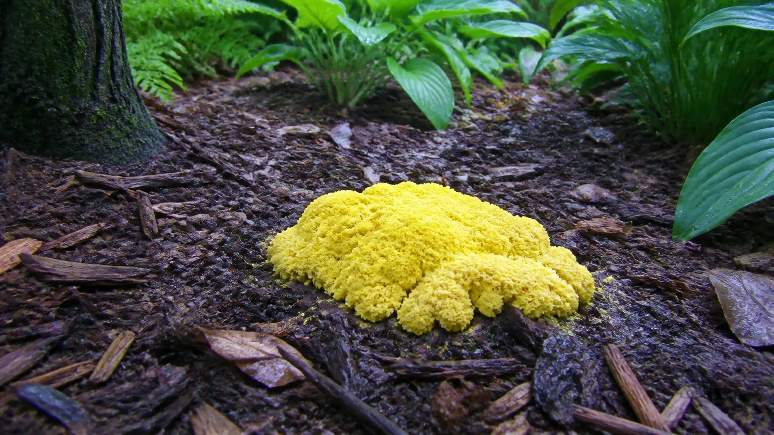 Bright yellow dog vomit slime mold on damp hardwood mulch beneath shade plants
