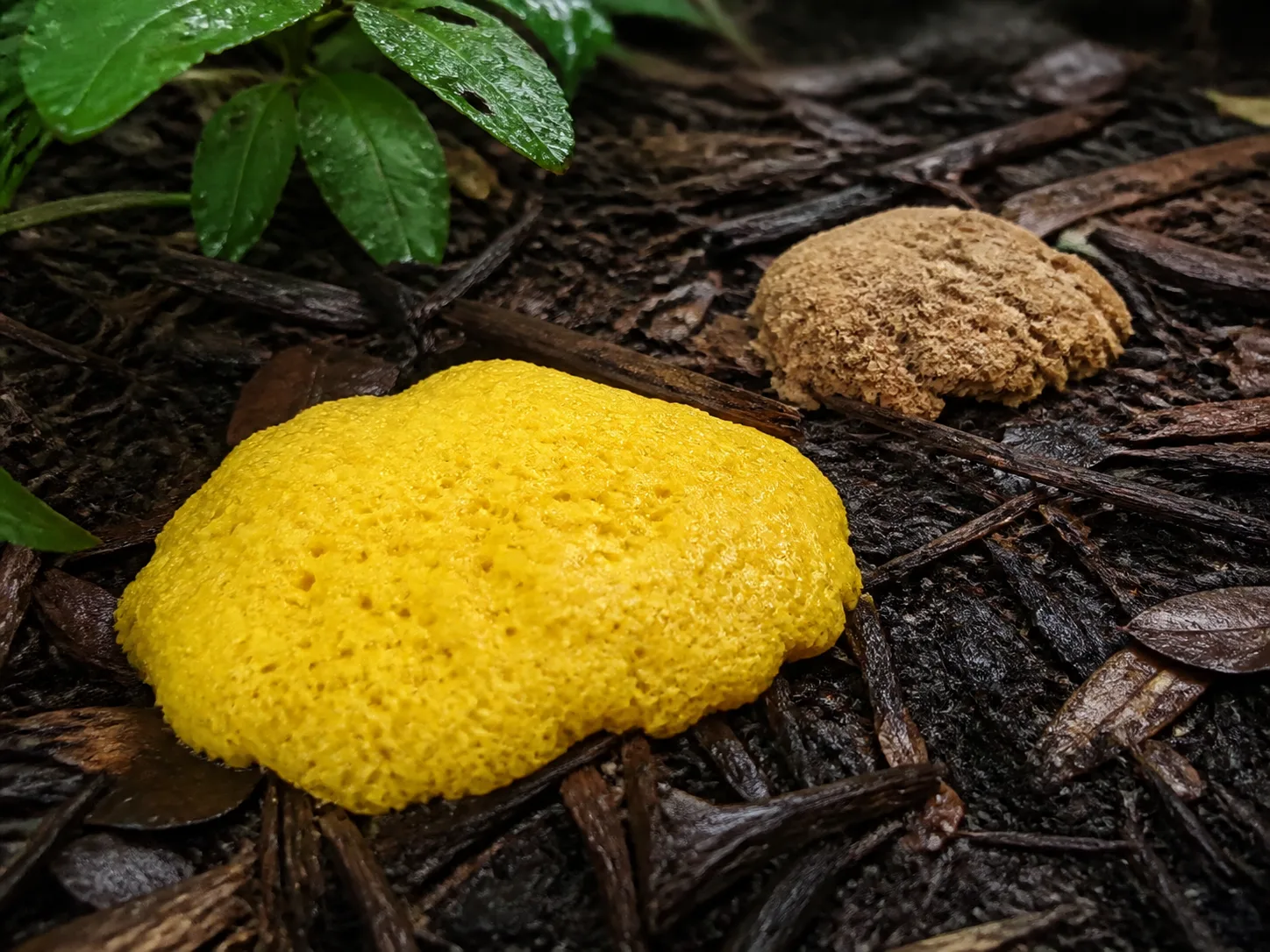 Bright yellow Fuligo septica slime mold forming an irregular cushion on damp hardwood mulch
