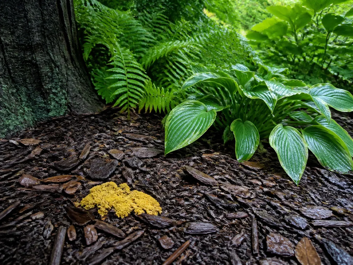 A shaded garden bed with fresh hardwood mulch drying after rain beneath established plants
