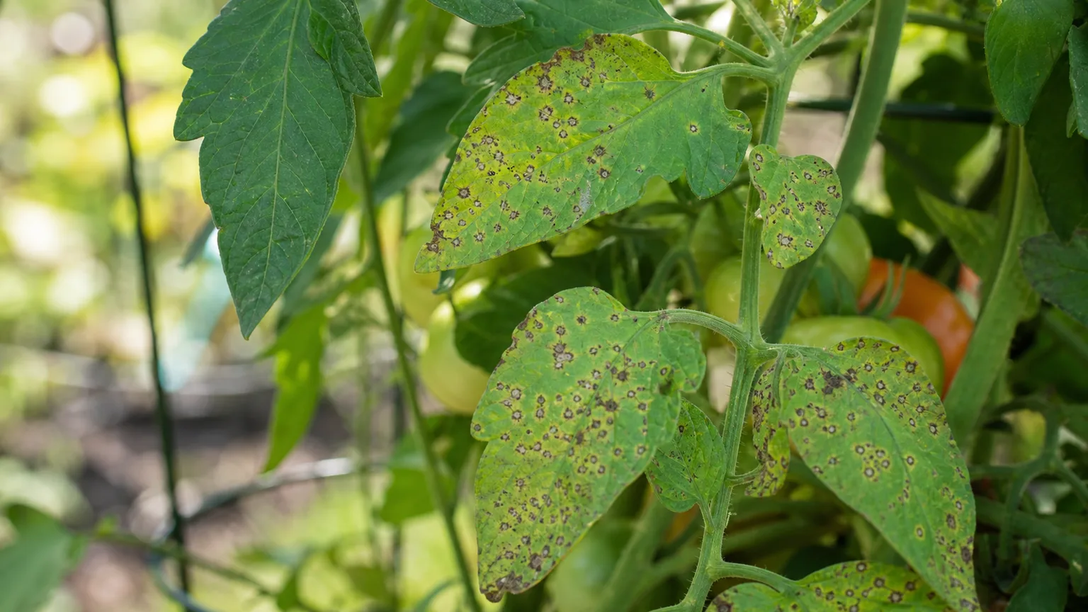 Tomato leaves showing small tan-centered Septoria leaf spot lesions with dark margins