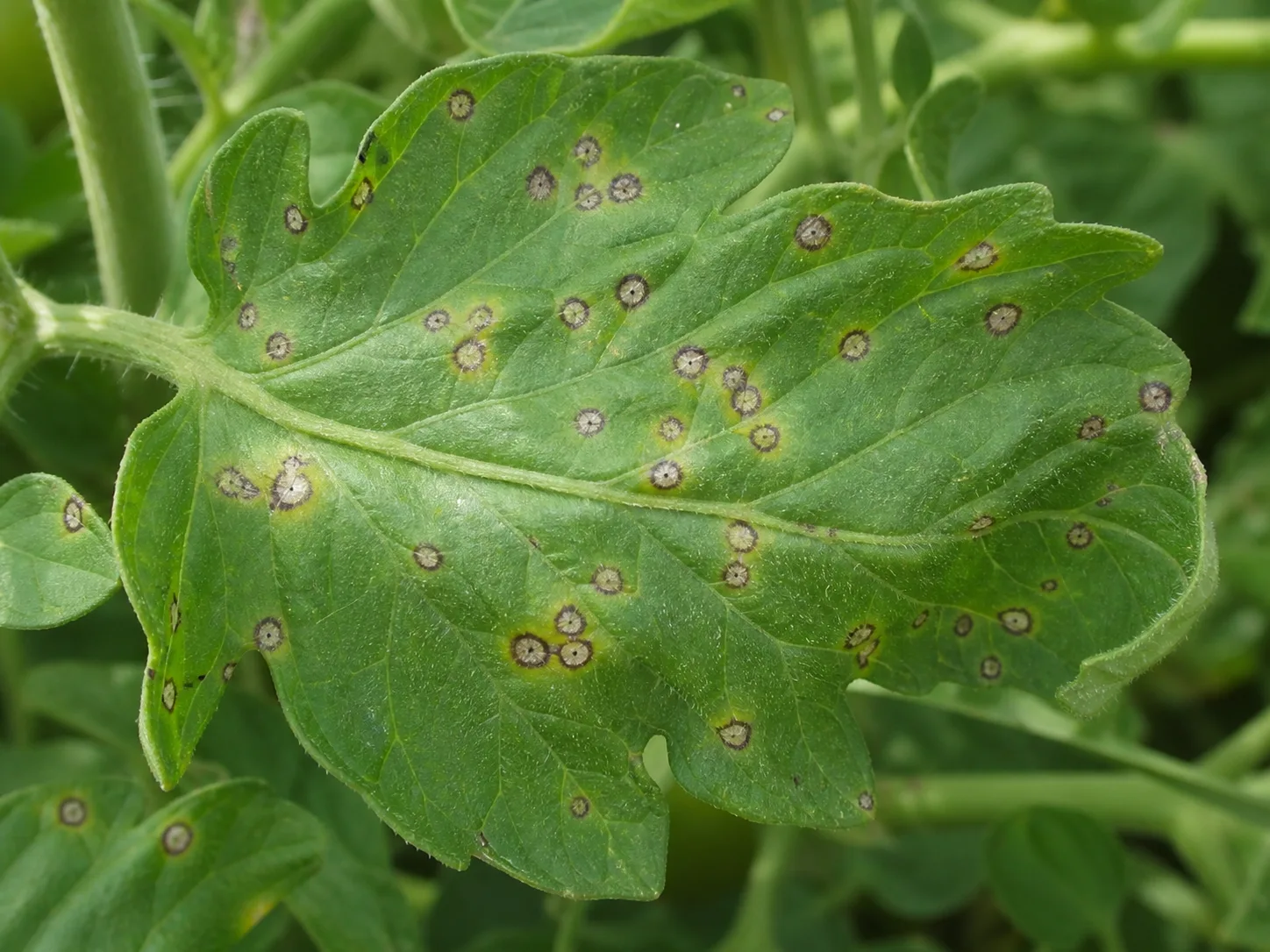 Tomato leaf showing small tan-centered Septoria leaf spot lesions with dark margins