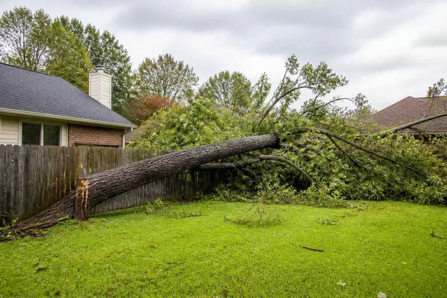 Large fallen oak tree spanning a wooden fence between two suburban backyards after a windstorm