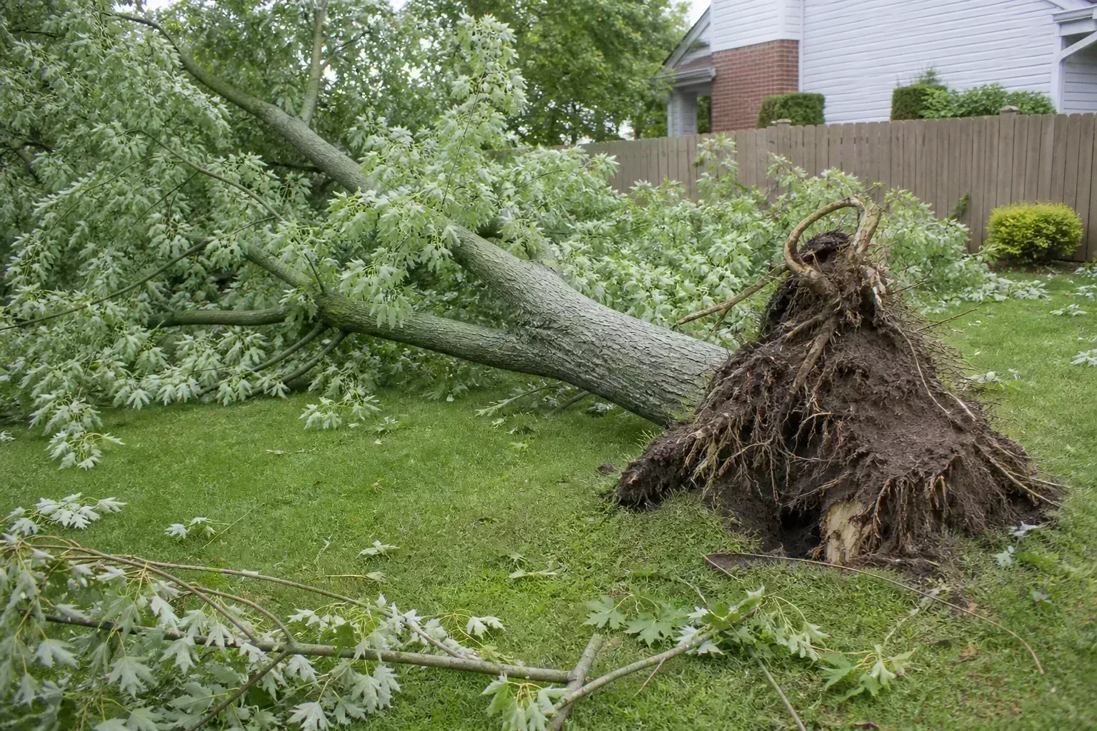 Fallen maple tree on a suburban lawn with lifted root ball and scattered branches after a thunderstorm