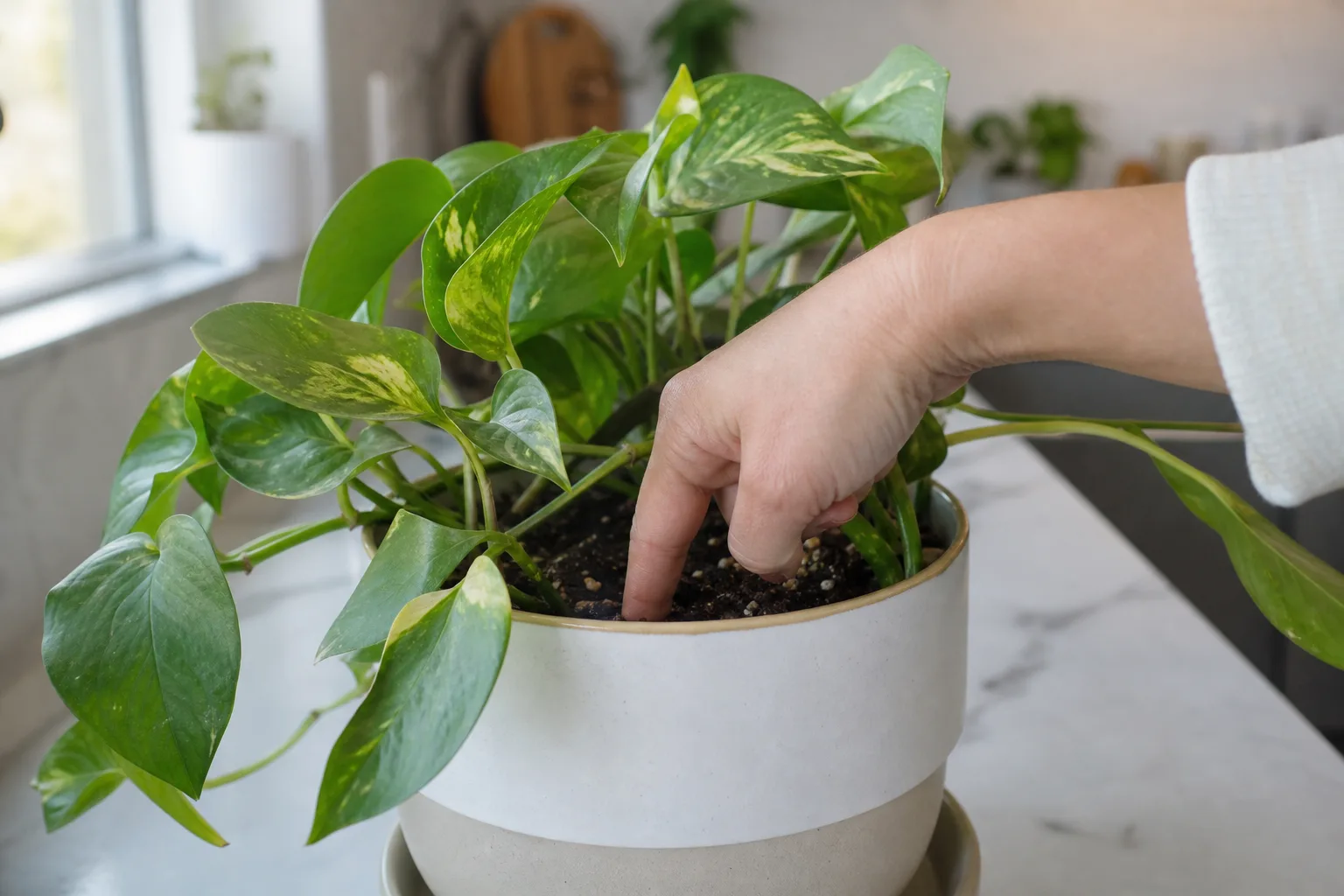 Finger-checking indoor potting mix before watering a houseplant