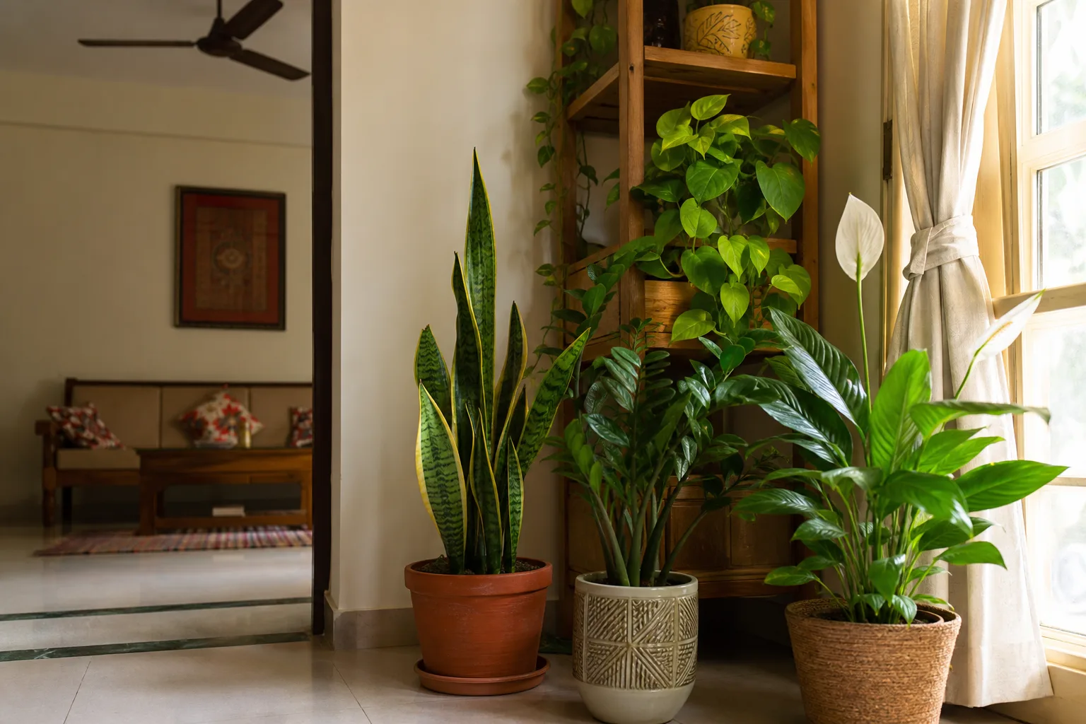 Indoor plants in an air-conditioned Indian apartment living room away from the AC vent