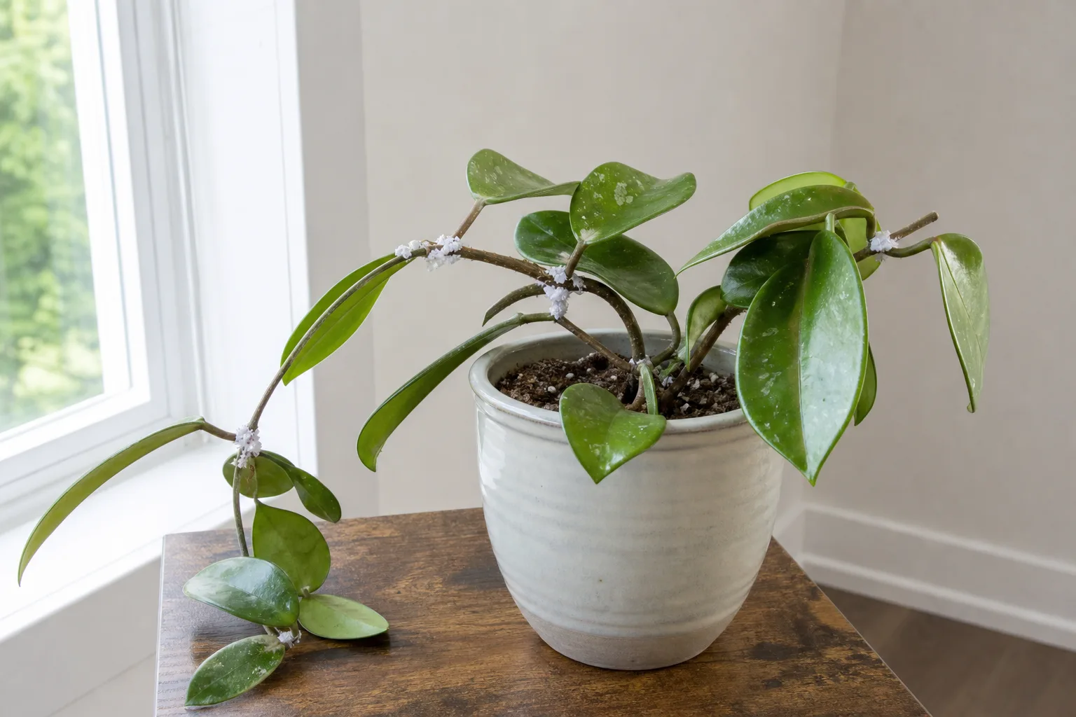 Case Study Three Weeks Clearing Mealybugs On A Hoya for case study: three weeks clearing mealybugs on a hoya