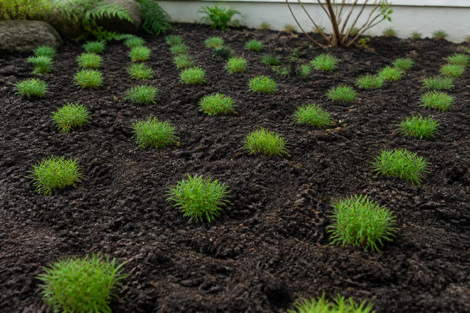Irish moss plugs spaced in rows on prepared spring garden soil before filling in
