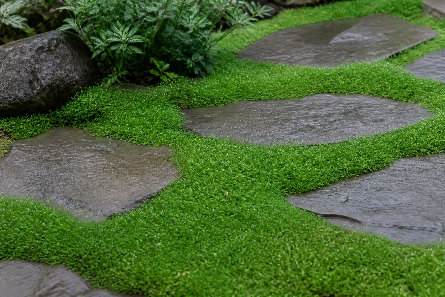 Irish moss ground cover growing between flagstone stepping stones on a garden path