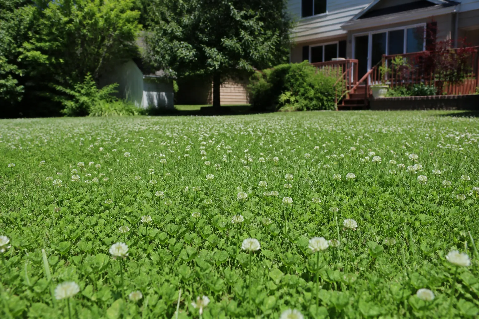 White clover blooming in a residential lawn beside turf grass