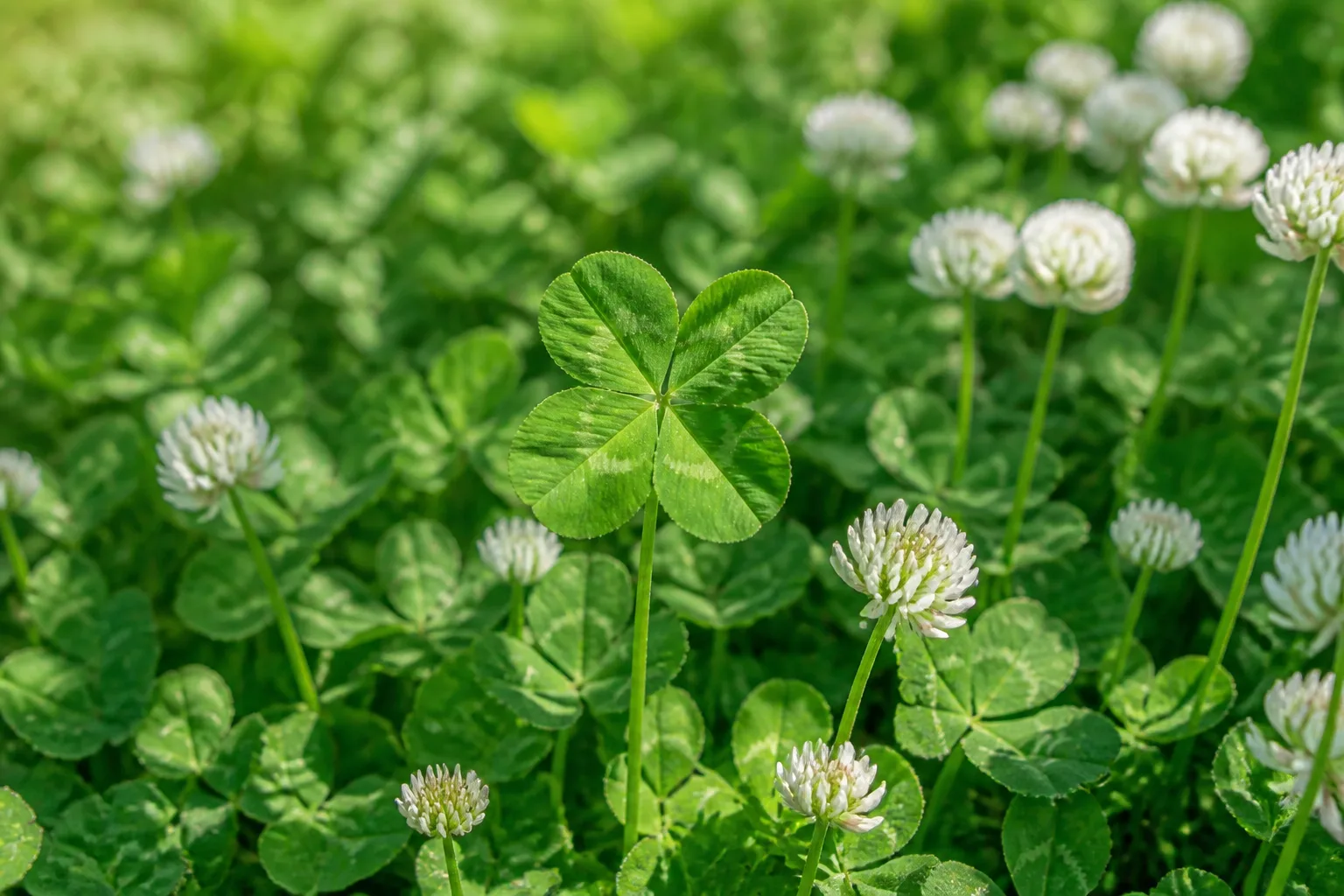 Four-leaf clover stem in a dense white clover patch on a spring lawn