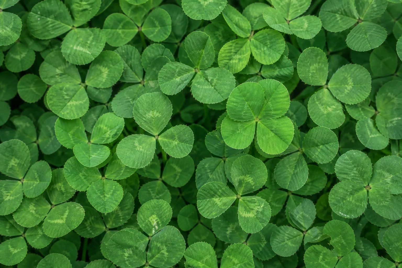 Dense white clover patch with a four-leaf stem breaking the triangle pattern
