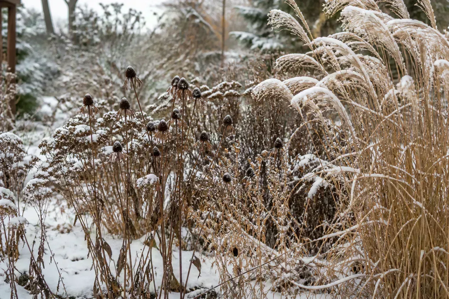 Perennials To Leave Standing Through Winter for perennials to leave standing through winter