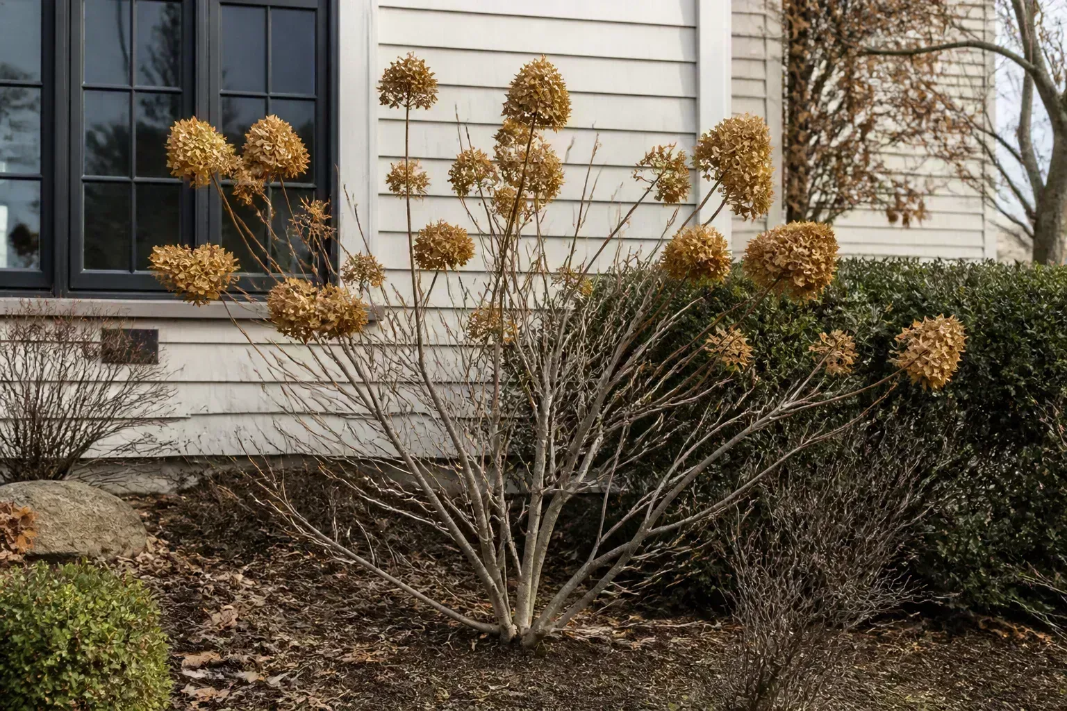 Shrubs And Woody Perennials In November for shrubs and woody perennials in november