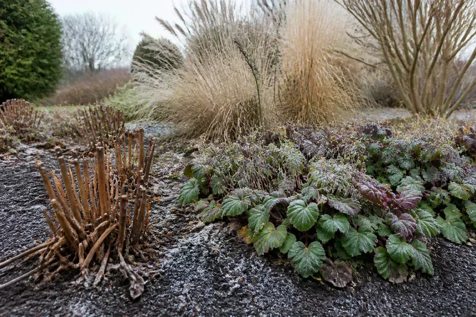 The Short Answer Frost And Species Decide for the short answer: frost and species decide