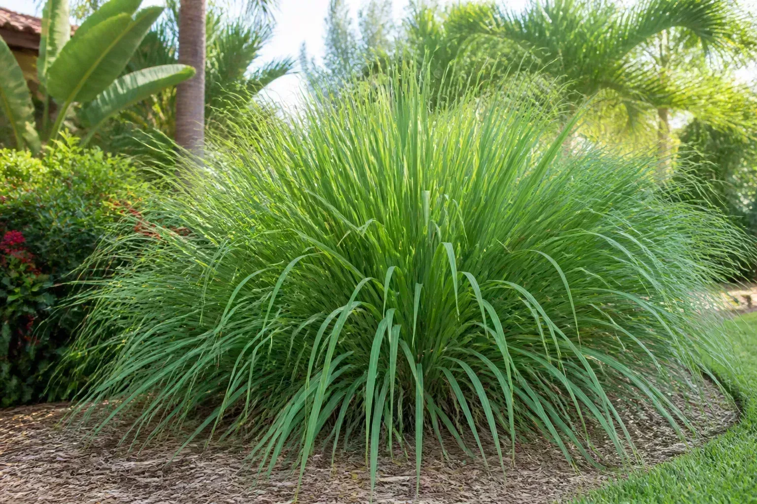 Lemongrass evergreen clump thriving in full sun in a warm-climate garden
