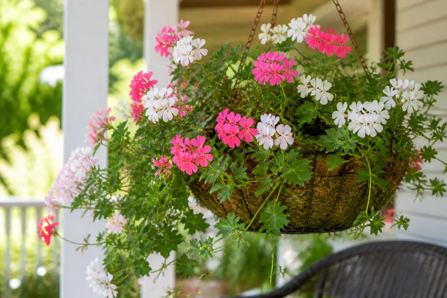 Trailing ivy geranium with pink flowers cascading from a moss-lined hanging basket on a sunny porch