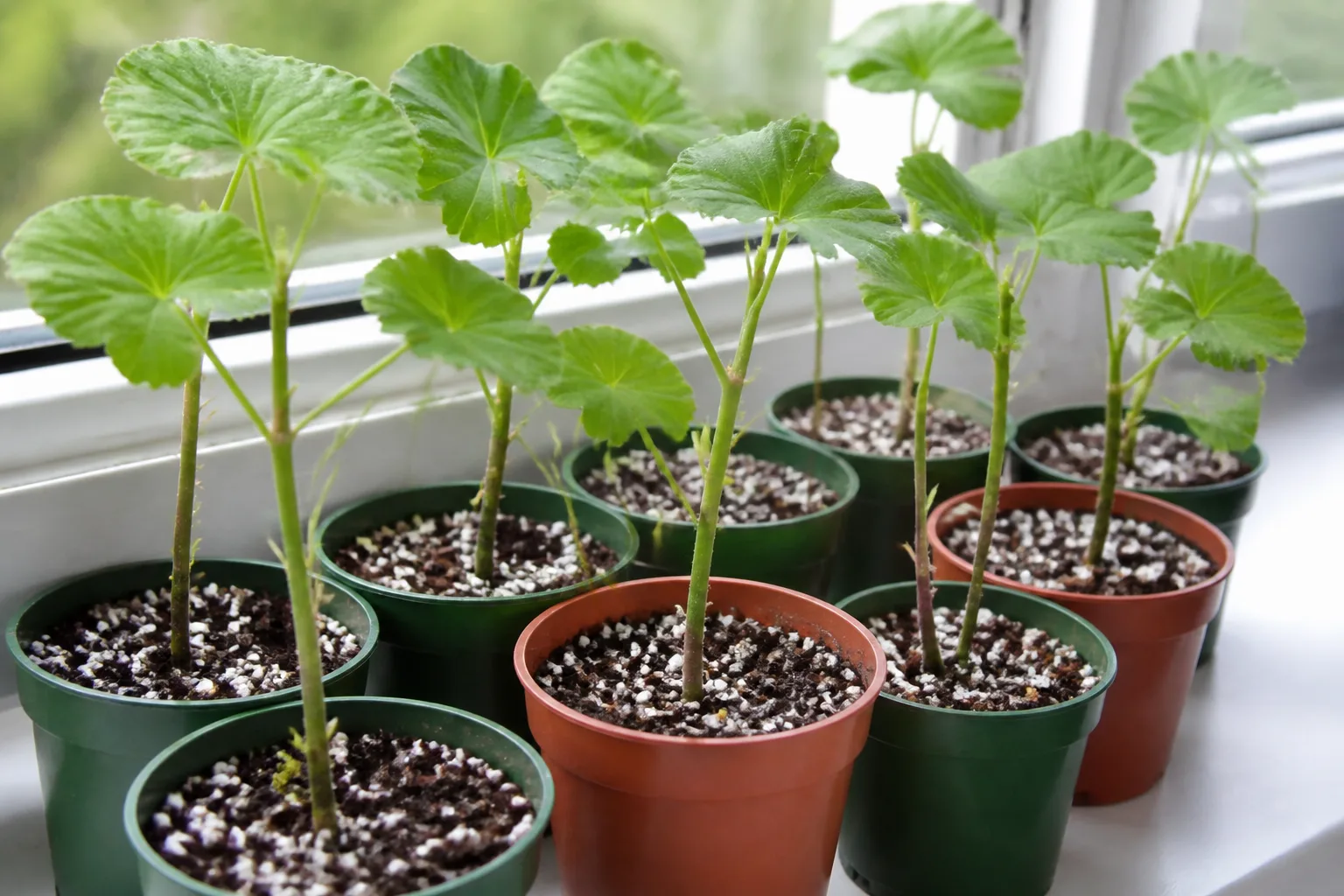 Geranium cuttings rooted in small pots beside a bright window