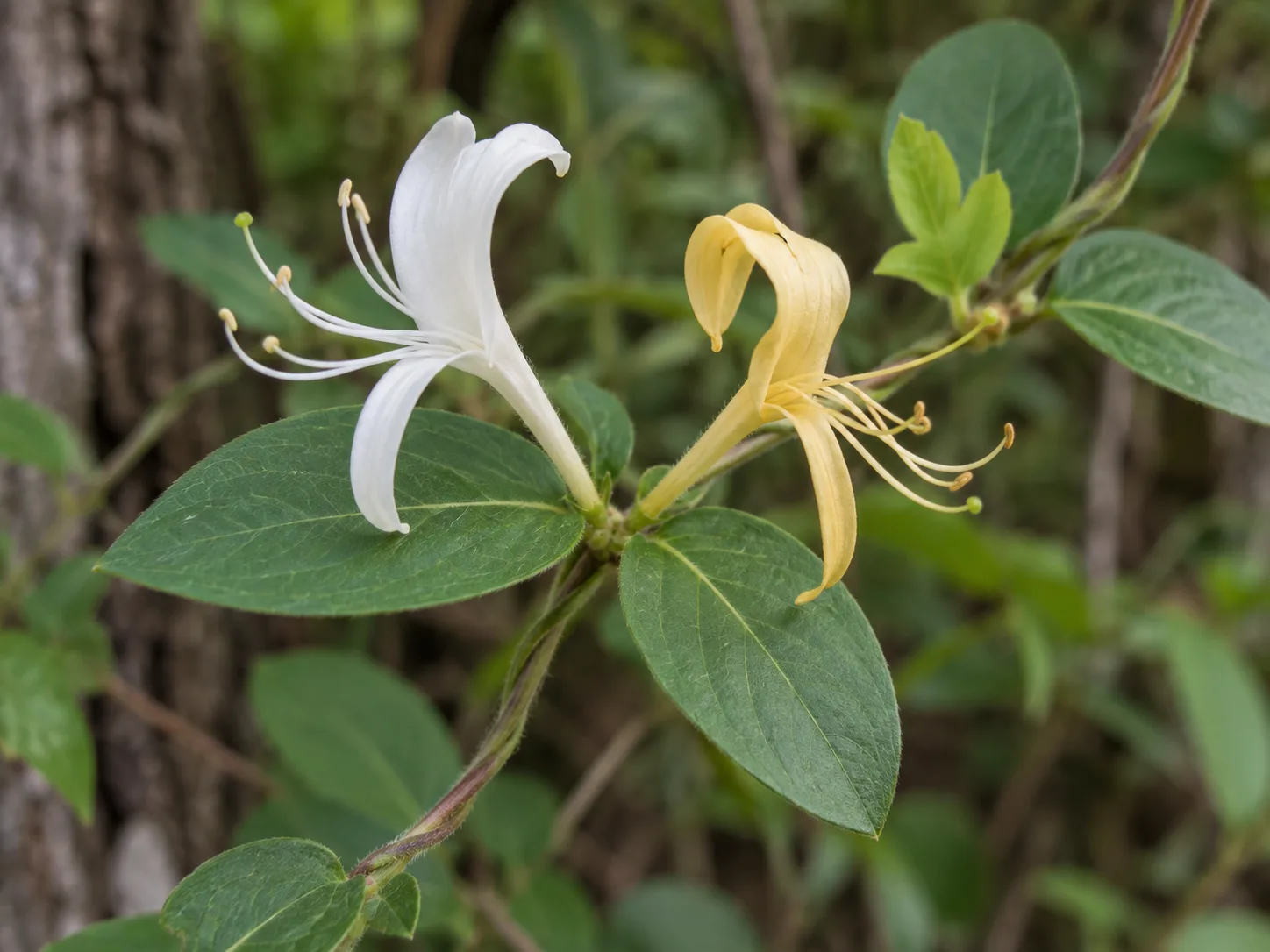 Opposite oval leaves and paired white and aging yellow flowers on Japanese honeysuckle