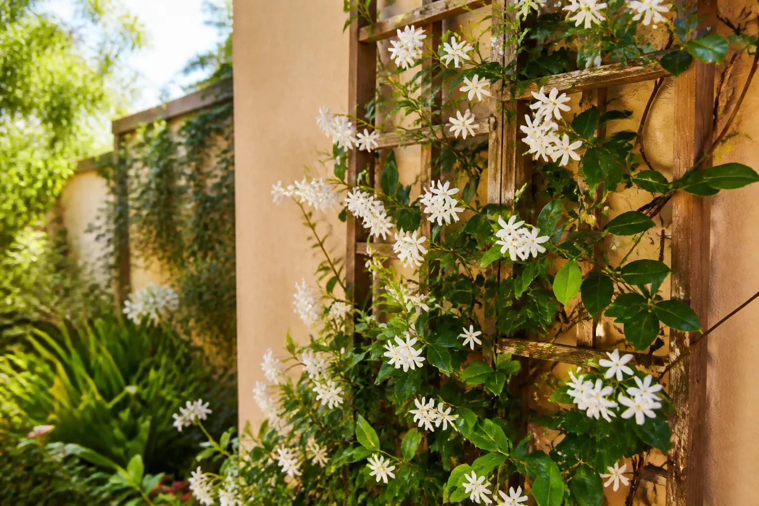 Fragrant white jasmine flowers on a climbing vine for outdoor and indoor growing