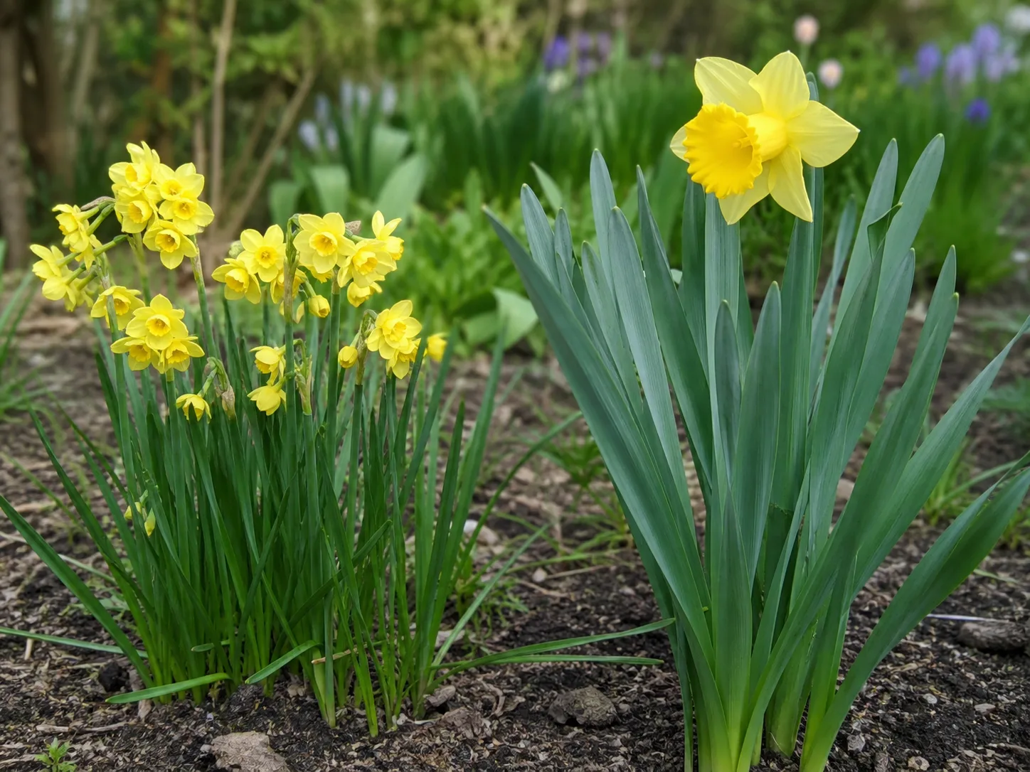 Jonquil and daffodil plants shown side by side for comparison