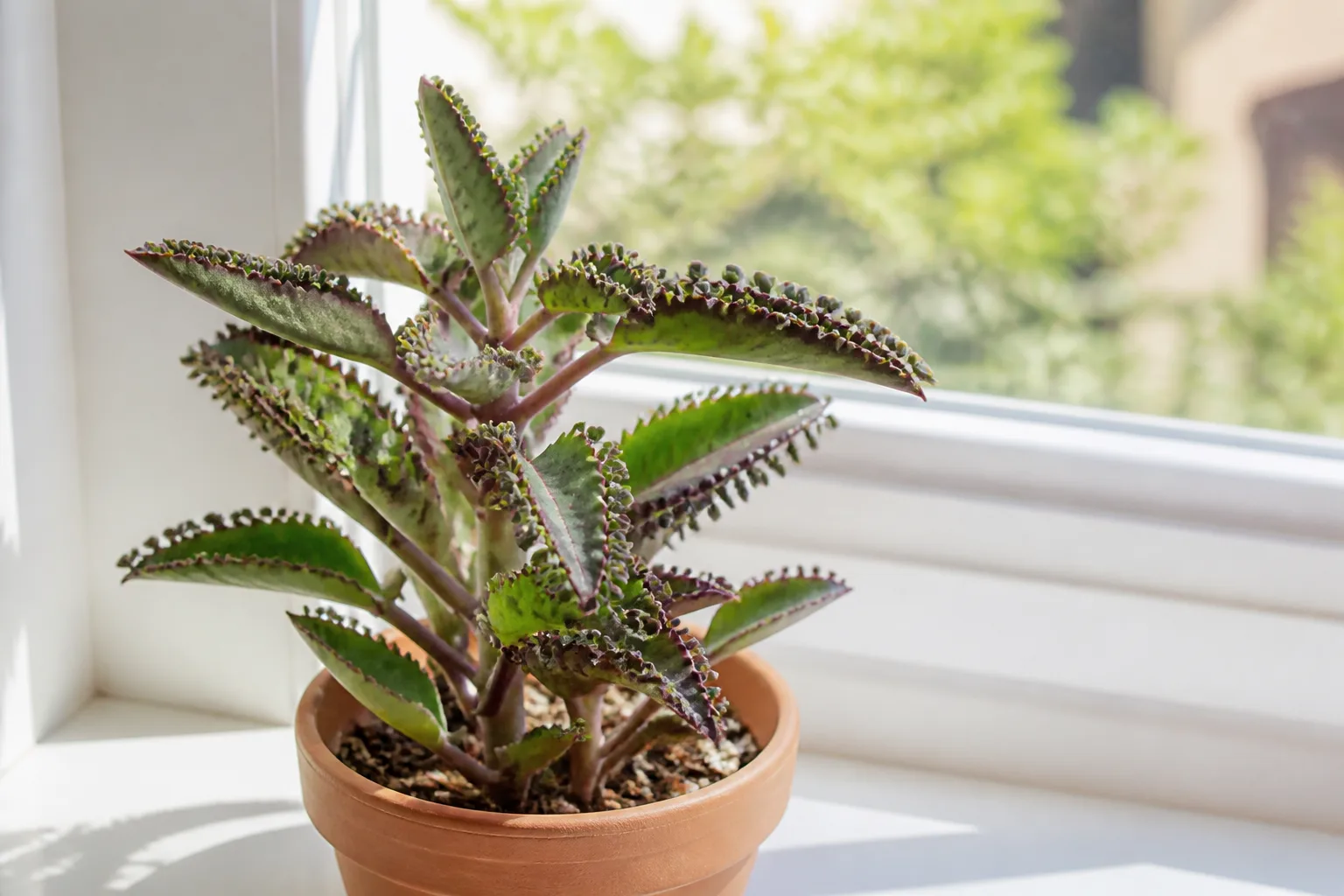 Mother of thousands succulent in a terracotta pot showing green leaves with tiny plantlets along the margins