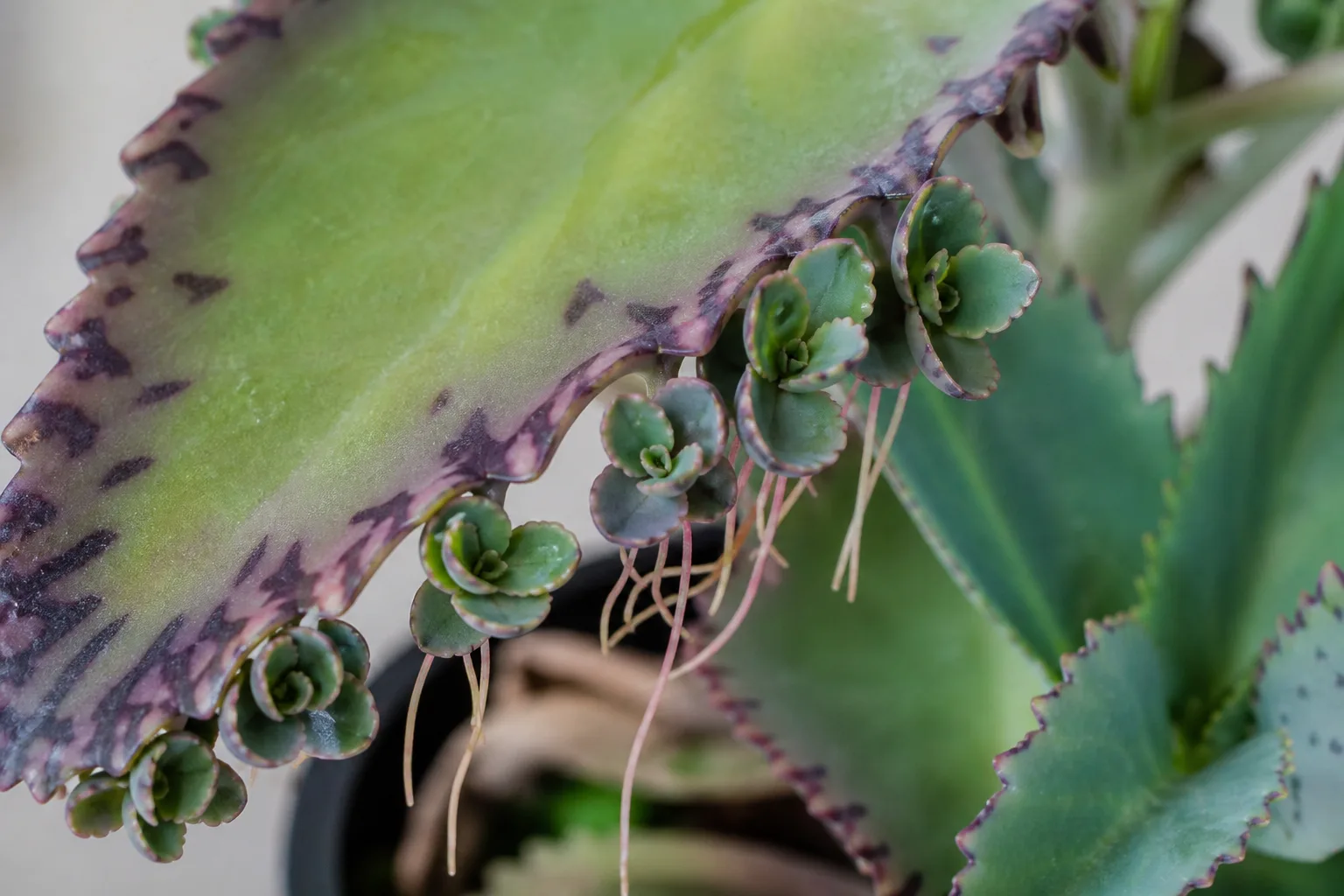 Close-up of mother of thousands leaf margin with tiny plantlets forming roots and leaves in each notch