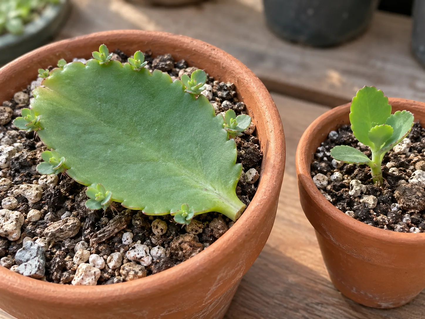 A whole Kalanchoe pinnata leaf with marginal plantlets beside a small rooted start in gritty potting mix