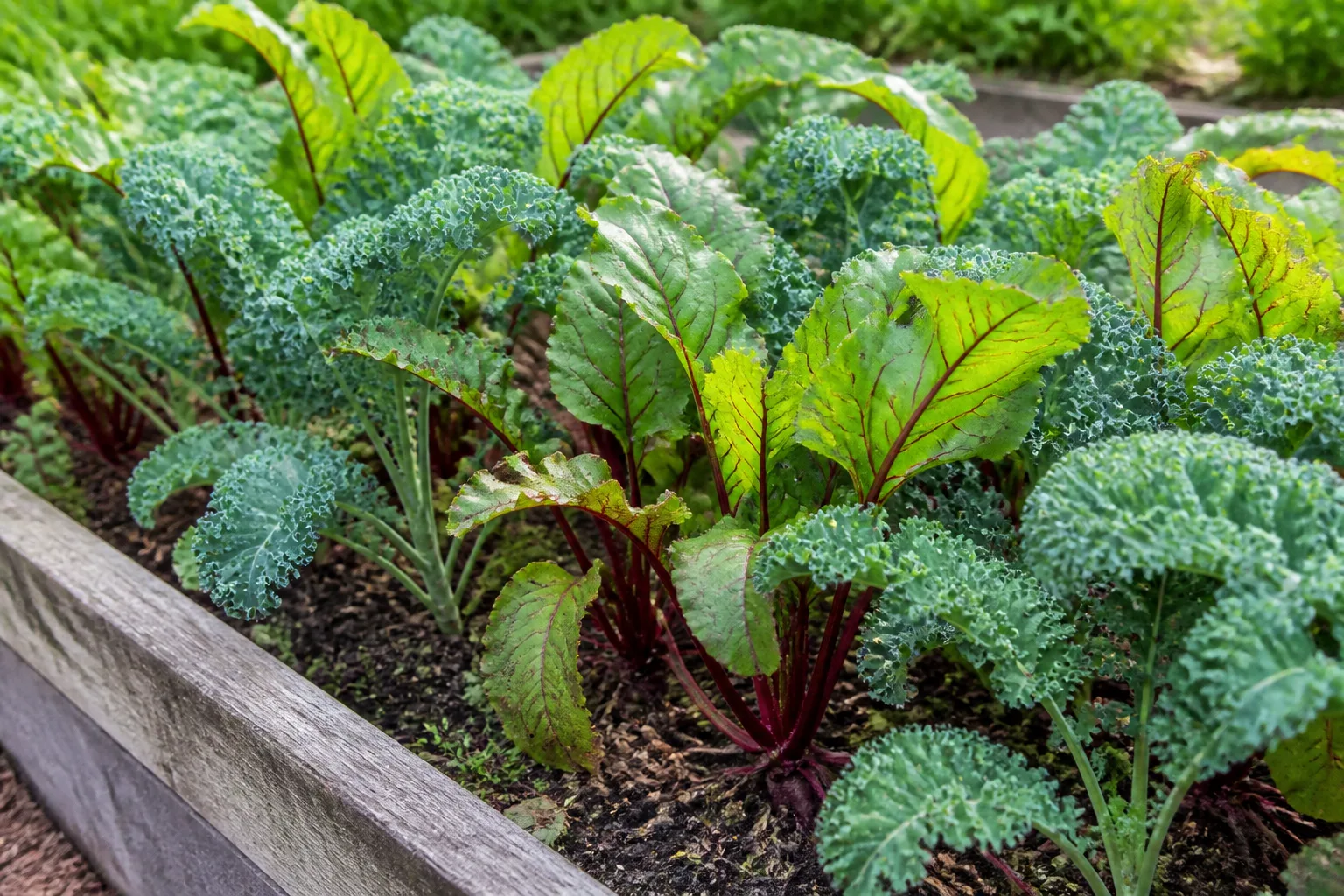 Shallow and deep-rooted crops sharing a vegetable row without competing for the same soil layer