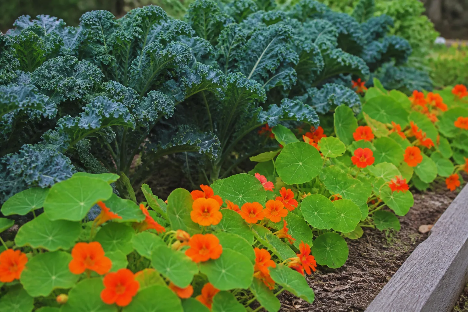Nasturtiums growing as a trap crop along a vegetable garden margin