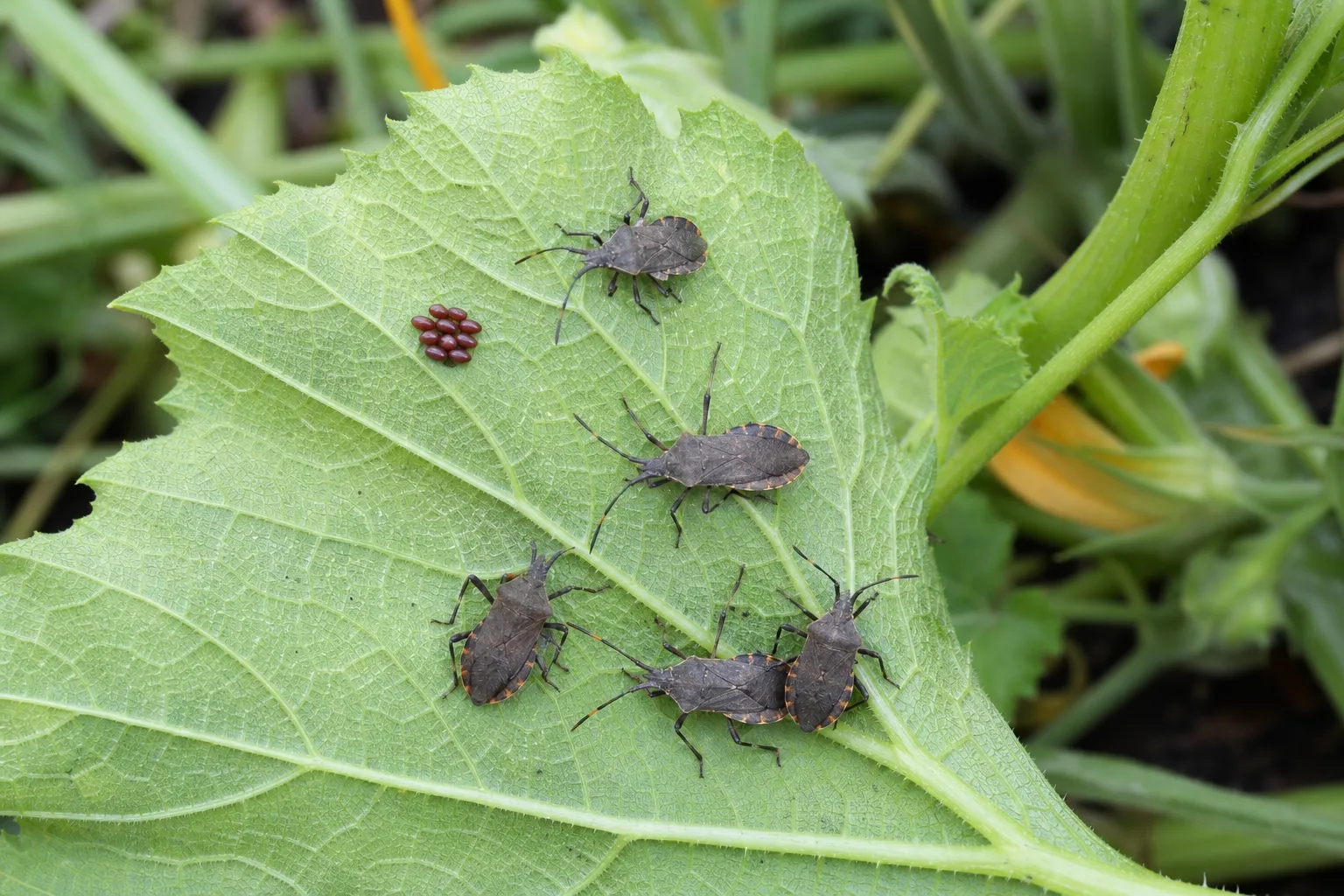 Flat gray-brown squash bugs and bronze egg clusters on the underside of a cucurbit leaf