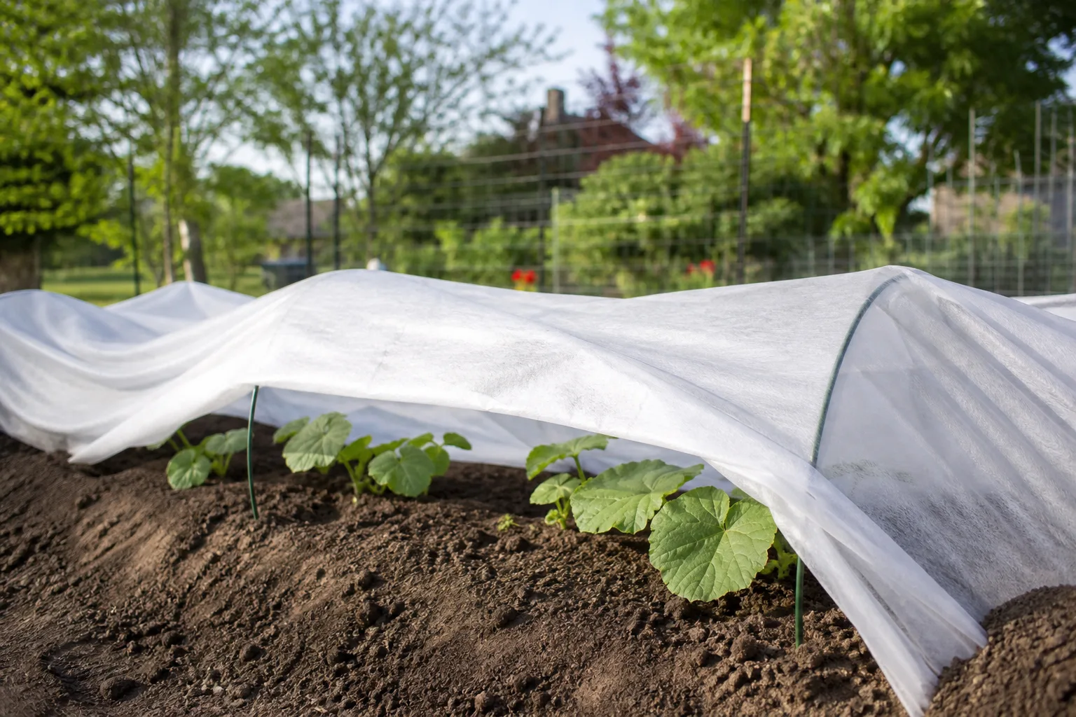 Floating row covers secured over young cucurbit seedlings in a raised bed