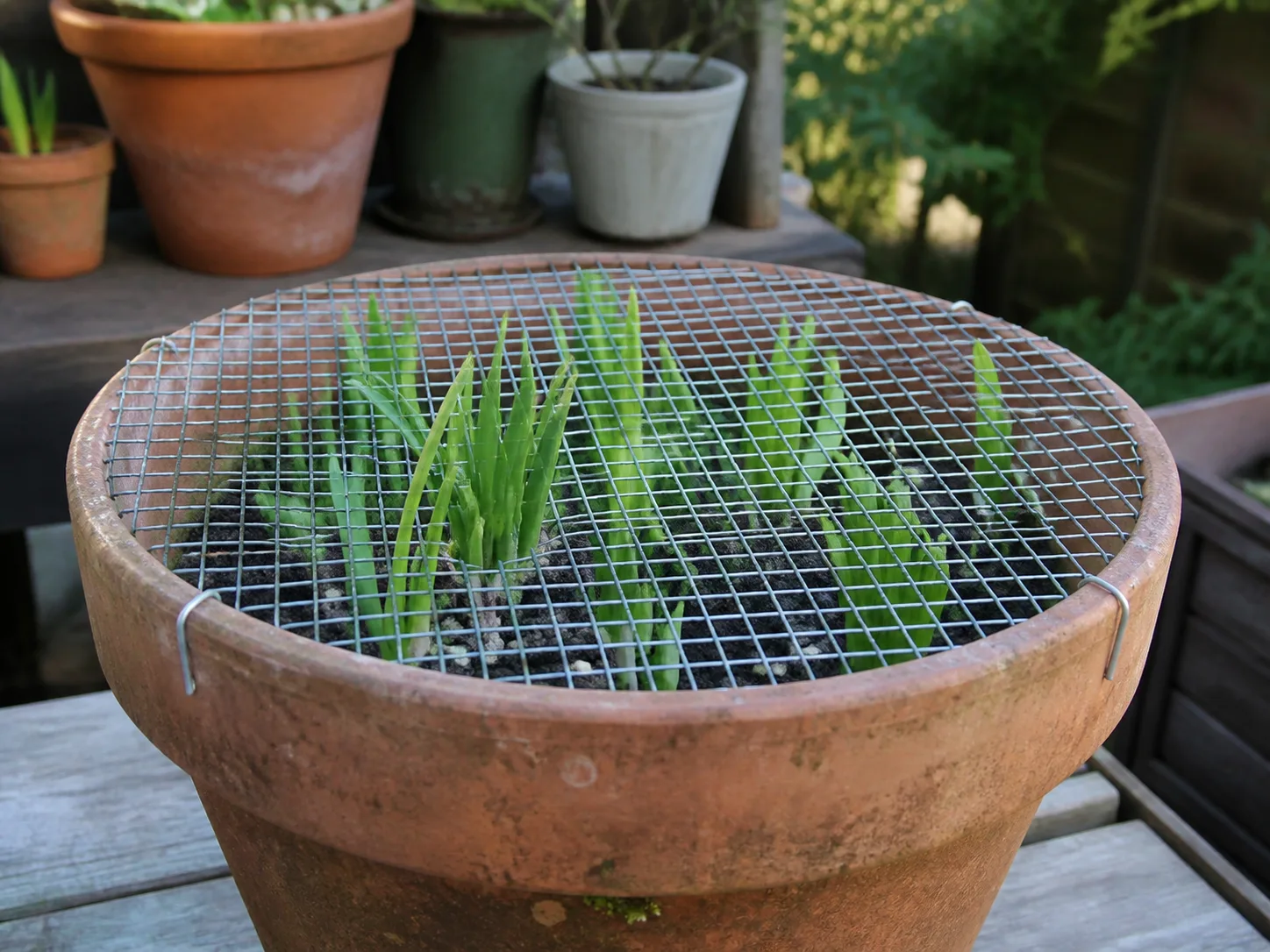A fitted wire-mesh cover protecting shoots in a potted planter