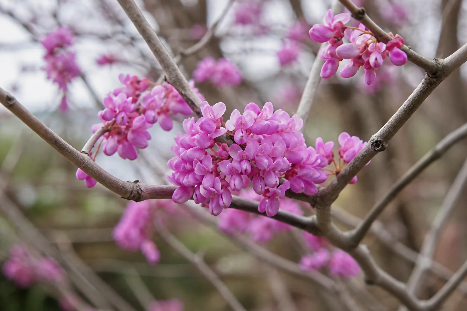 Early spring tree branch with fresh pink blossoms against a clear sky