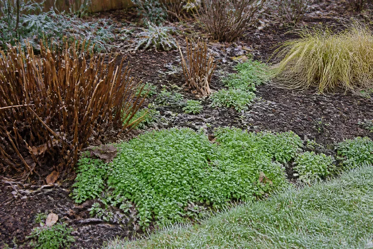 Dormant winter perennial bed with bright green winter annual weeds visible on dark mulch