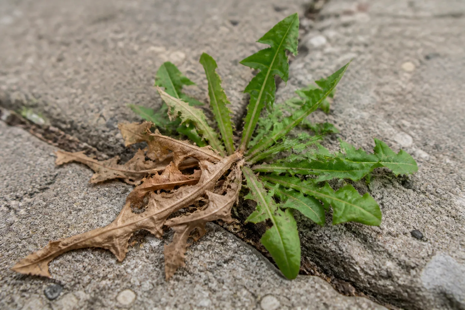 How Salt Kills Weeds for how salt kills weeds