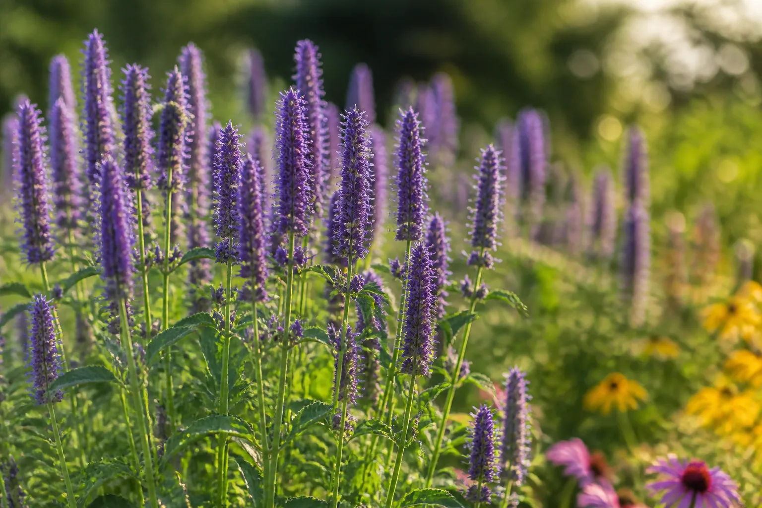 Purple-blue anise hyssop flower spikes in a sunny native pollinator border