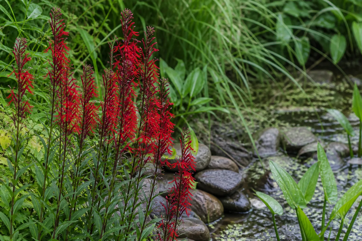Scarlet cardinal flower spikes blooming beside a moist rain garden edge in late summer
