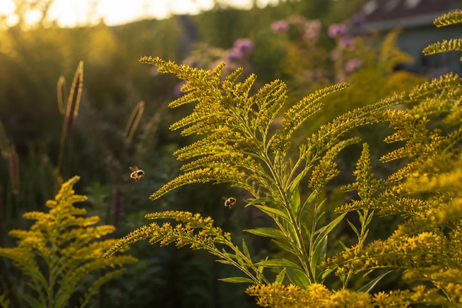 Bright yellow goldenrod plumes in a late-summer meadow border with visiting bees