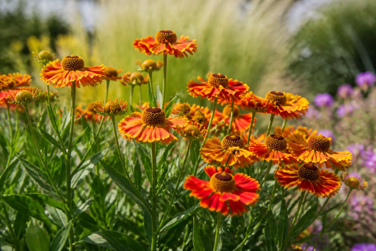 Orange and yellow helenium sneezeweed daisy flowers in a sunny perennial border