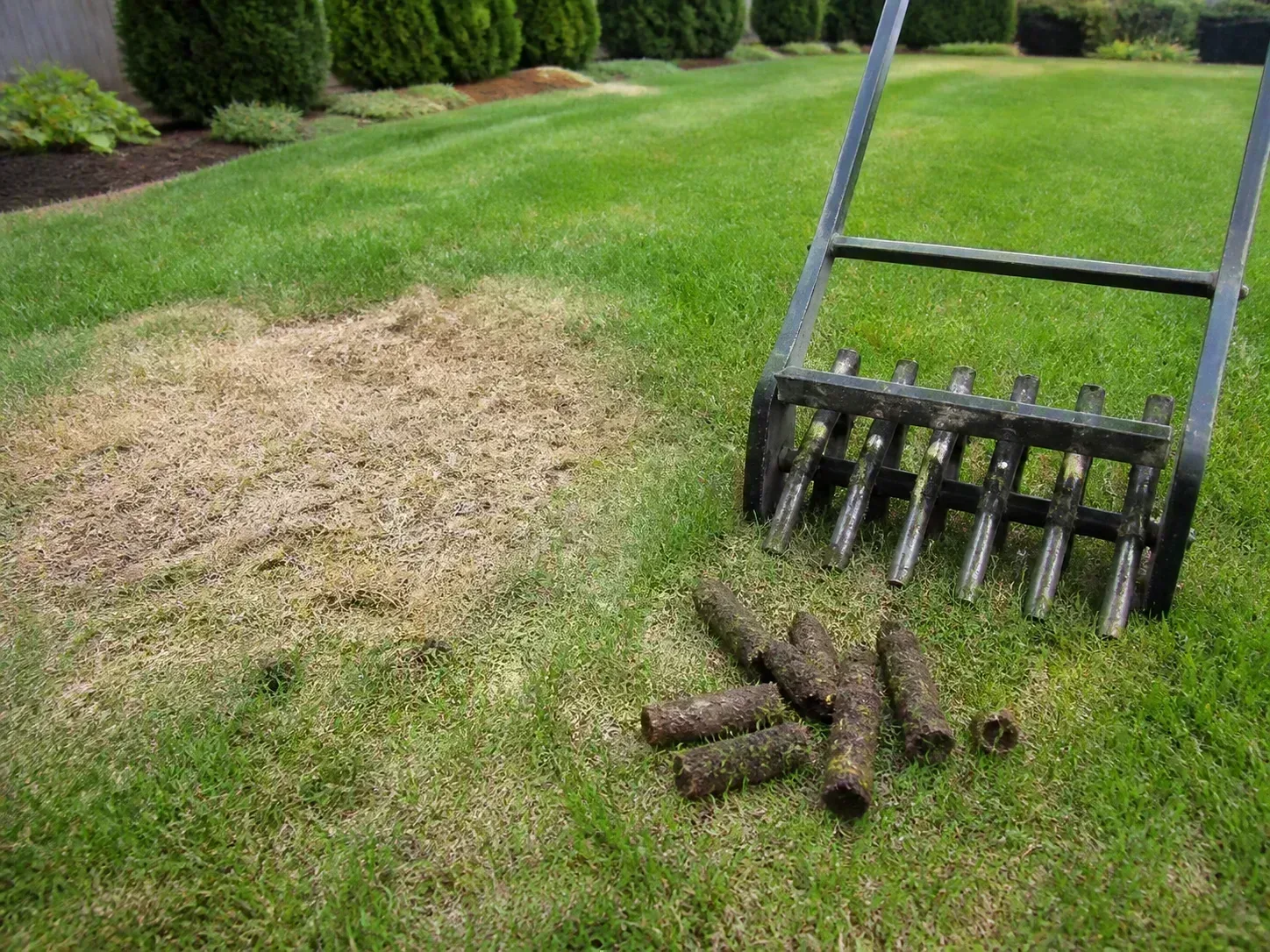 Core aerator and soil plugs beside a thin brown patch transitioning into healthy green lawn