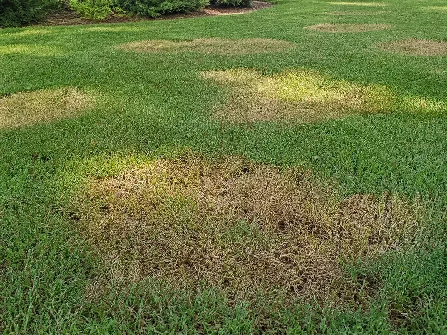 Circular brown patches and tan rings scattered through an otherwise green residential lawn