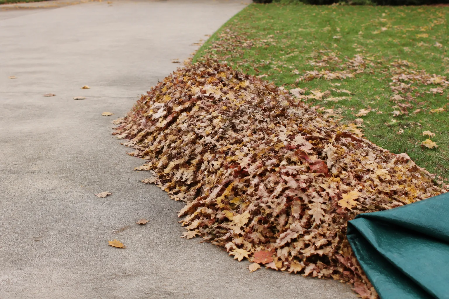 Cordless leaf blower clearing autumn leaves from a residential lawn