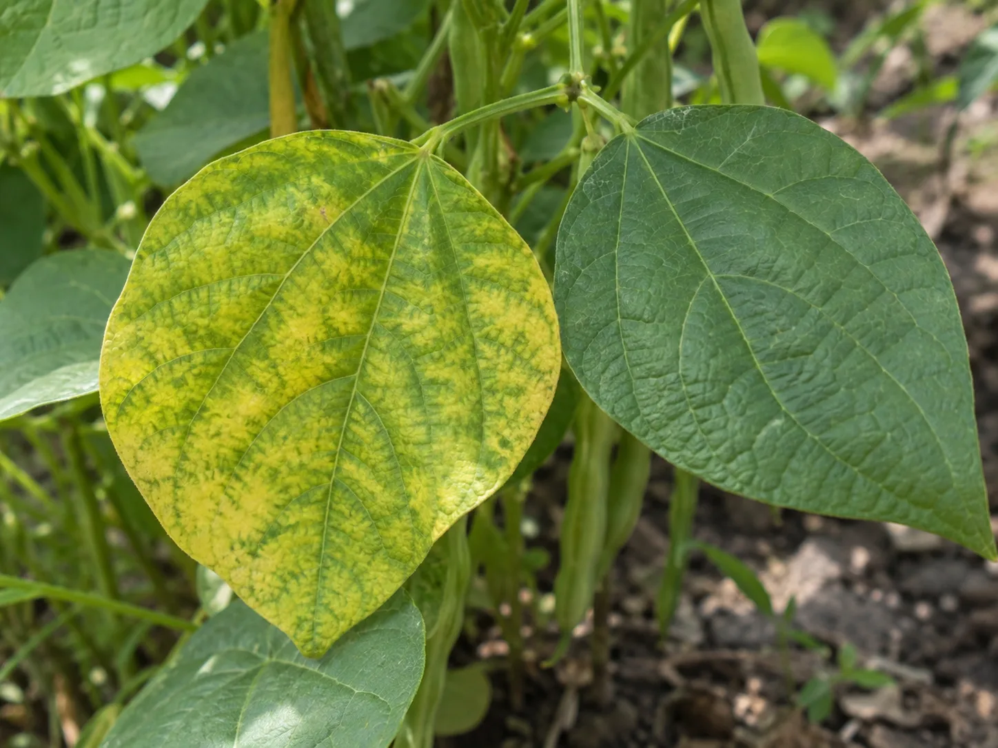 A yellowing lower bean leaf beside healthy foliage, illustrating why the full plant pattern matters.