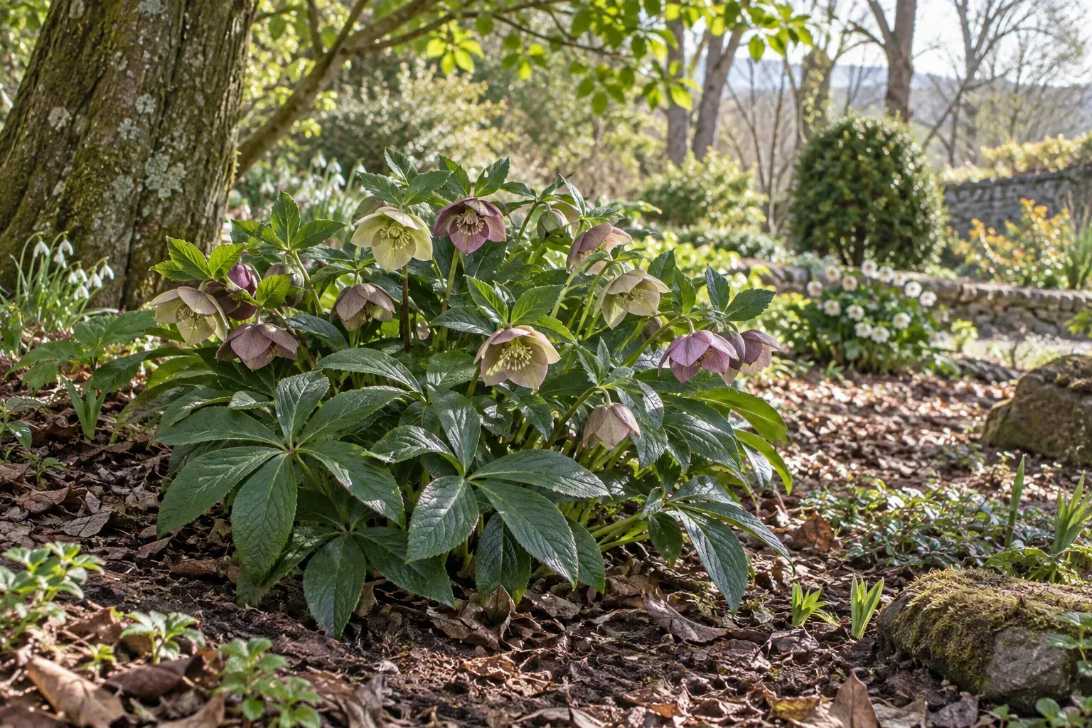 Hybrid Lenten rose growing in dappled shade beneath a deciduous tree