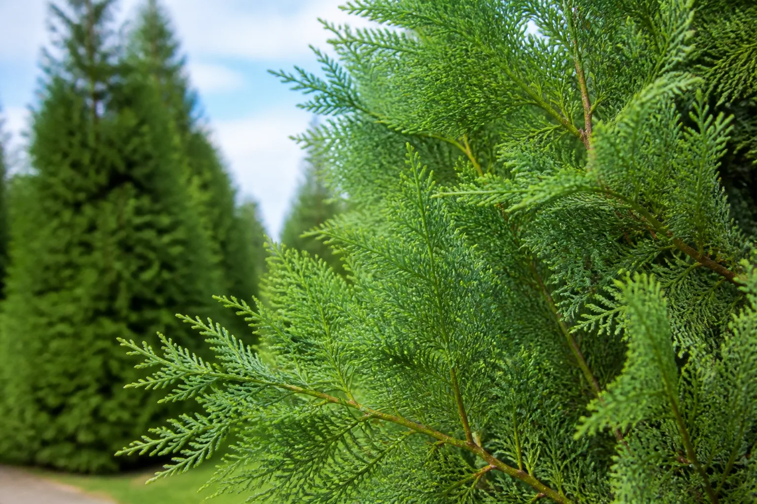 Leyland Cypress At A Glance for leyland cypress at a glance