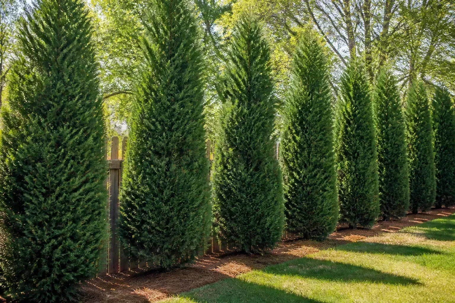 The Short Answer Treat Leyland Cypress As A Managed Tree for the short answer: treat leyland cypress as a managed tree