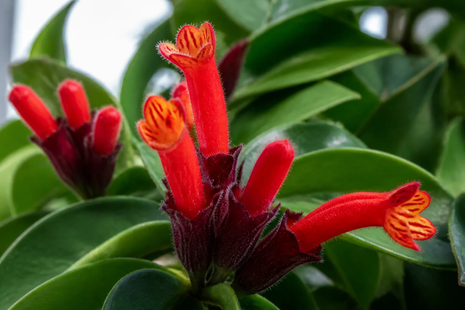 Close-up of scarlet tubular lipstick plant flowers emerging from burgundy buds