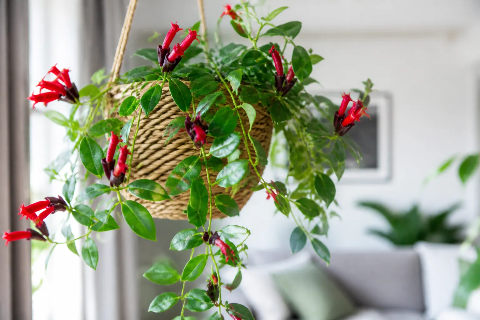 Lipstick plant with cascading waxy green vines and scarlet tubular flowers in a hanging basket